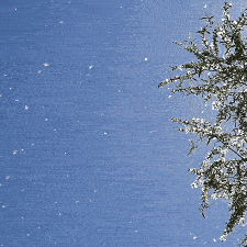 1744094241501171.gif 微信图片_20250408143628.gif